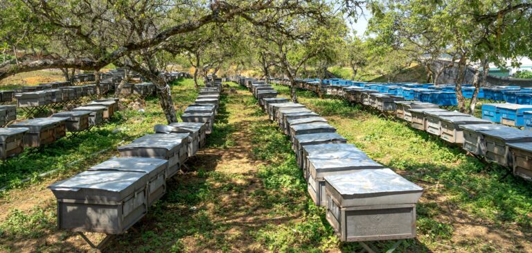 A scenic apiary with aligned beehives flourishing under leafy trees, epitomizing rural beekeeping.